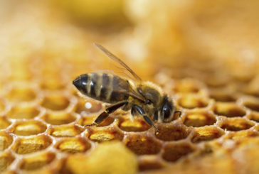 Déclaration des ruches.