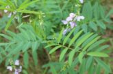 Alerte ambroisie et sainfoin d’Espagne