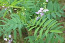 Alerte ambroisie et sainfoin d’Espagne