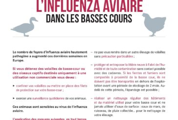 Influenza aviaire : risque élevé