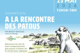 À la rencontre des patous